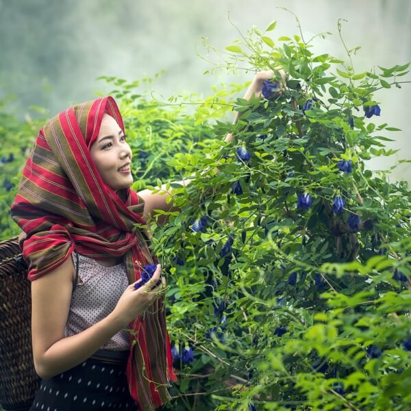 Gdzie w Polsce uprawia się jęczmień
