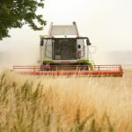 Jakie warzywa uprawia się w Polsce