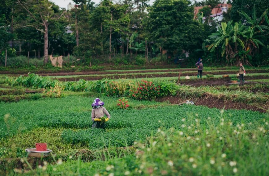 Gdzie uprawia się ziemniaki w Polsce