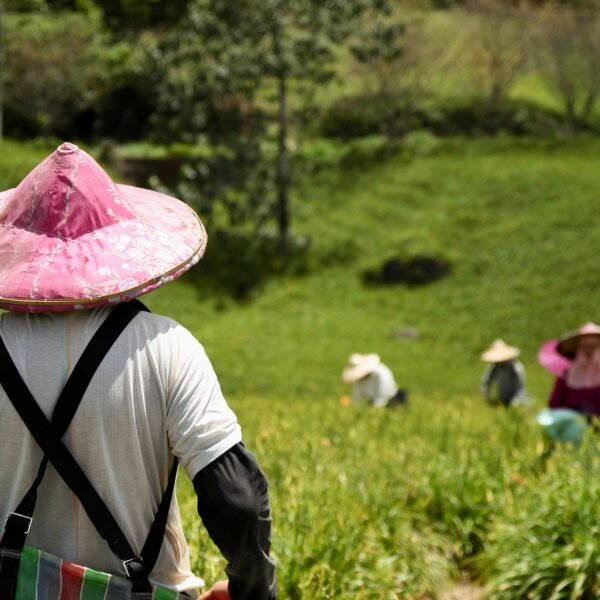 Gdzie w Polsce uprawia się winogrona