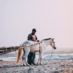 Gdzie uprawia się rzepak w Polsce