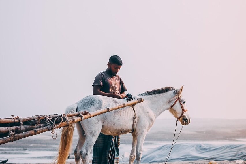 Gdzie uprawia się rzepak w Polsce