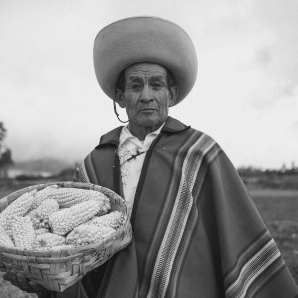 Gdzie uprawia się jabłka w Polsce