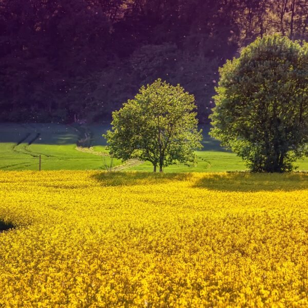 Gdzie w Polsce uprawia się brzoskwinie i morele