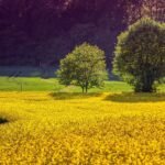 Gdzie w Polsce uprawia się chmiel