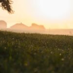 Gdzie w Polsce uprawia się rzepak