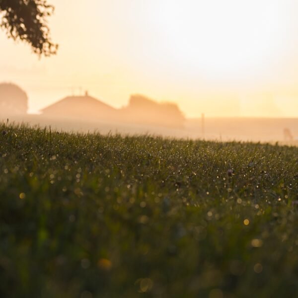 Gdzie w Polsce uprawia się rzepak