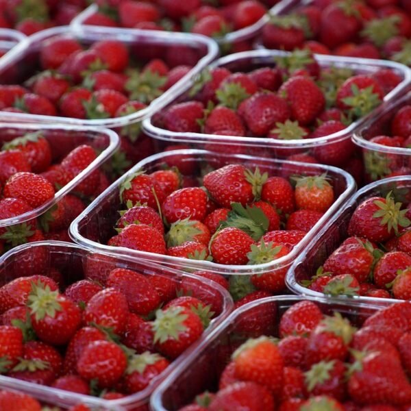 Jakie owoce uprawia się w Polsce