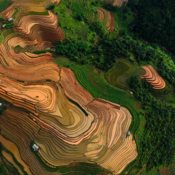 Gdzie w Polsce uprawia się słonecznik