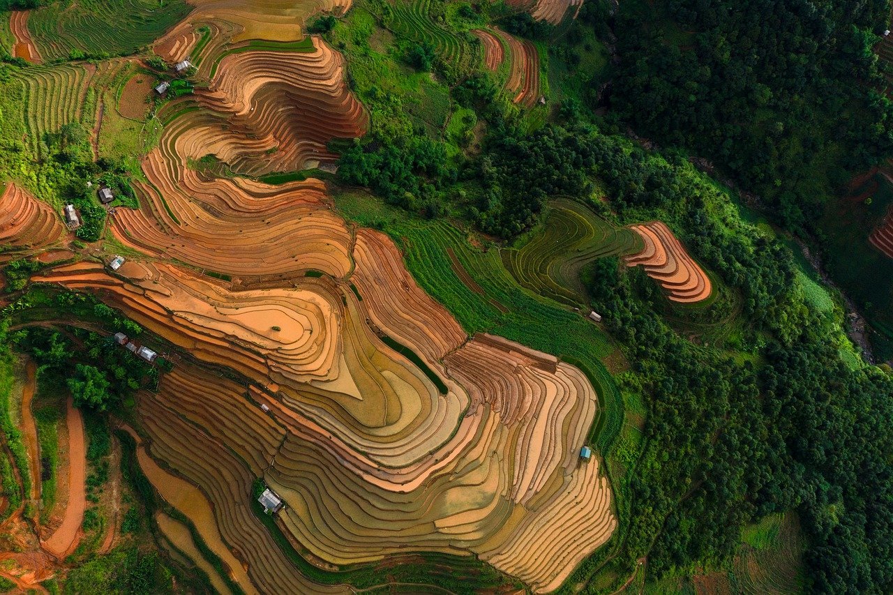Gdzie w Polsce uprawia się słonecznik