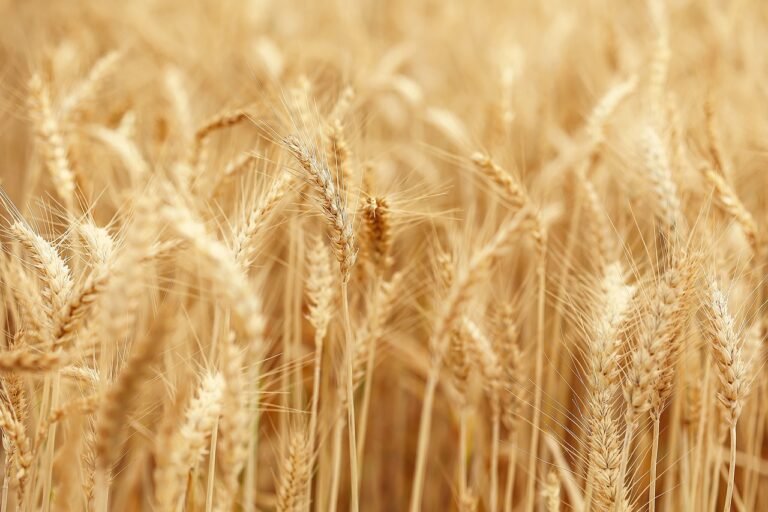 Gdzie uprawia się w Polsce truskawki