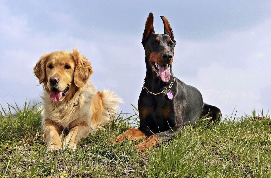 Gdzie zgłosić wyjącego psa