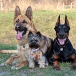 Gdzie zgłosić biegającego psa