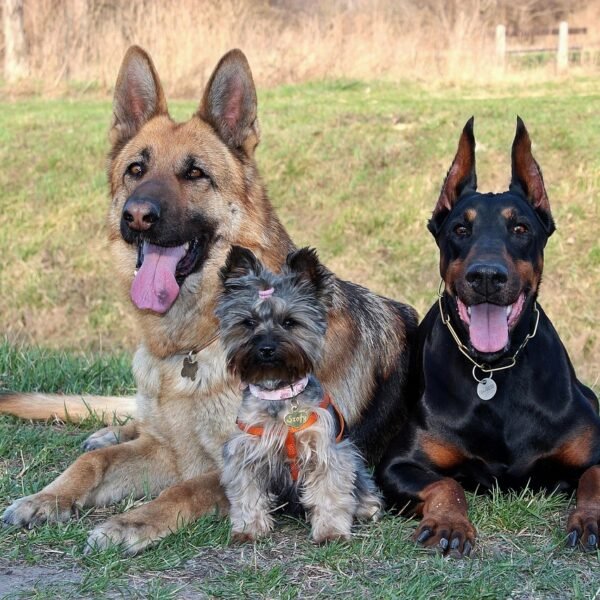 Gdzie zgłosić biegającego psa