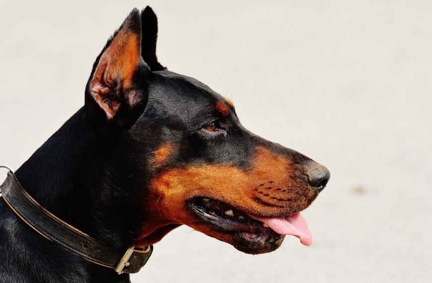 Gdzie zgłosić bezdomnego psa