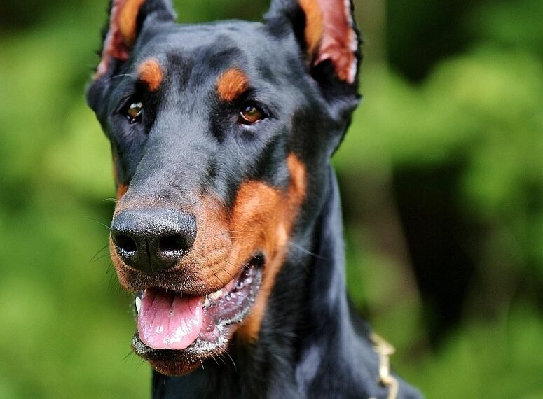 Gdzie zgłosić nieszczepionego psa