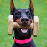 Gdzie zgłosić kradzież psa