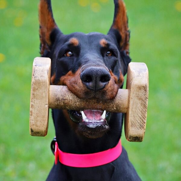 Gdzie zgłosić kradzież psa