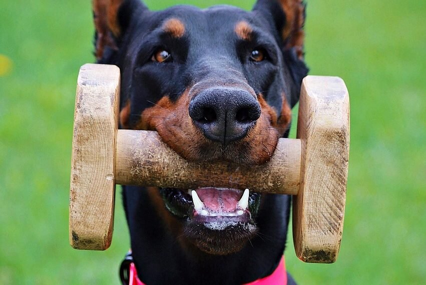 Gdzie zgłosić zakłócanie ciszy nocnej przez psa