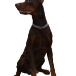 Gdzie zgłosić psa bez smyczy