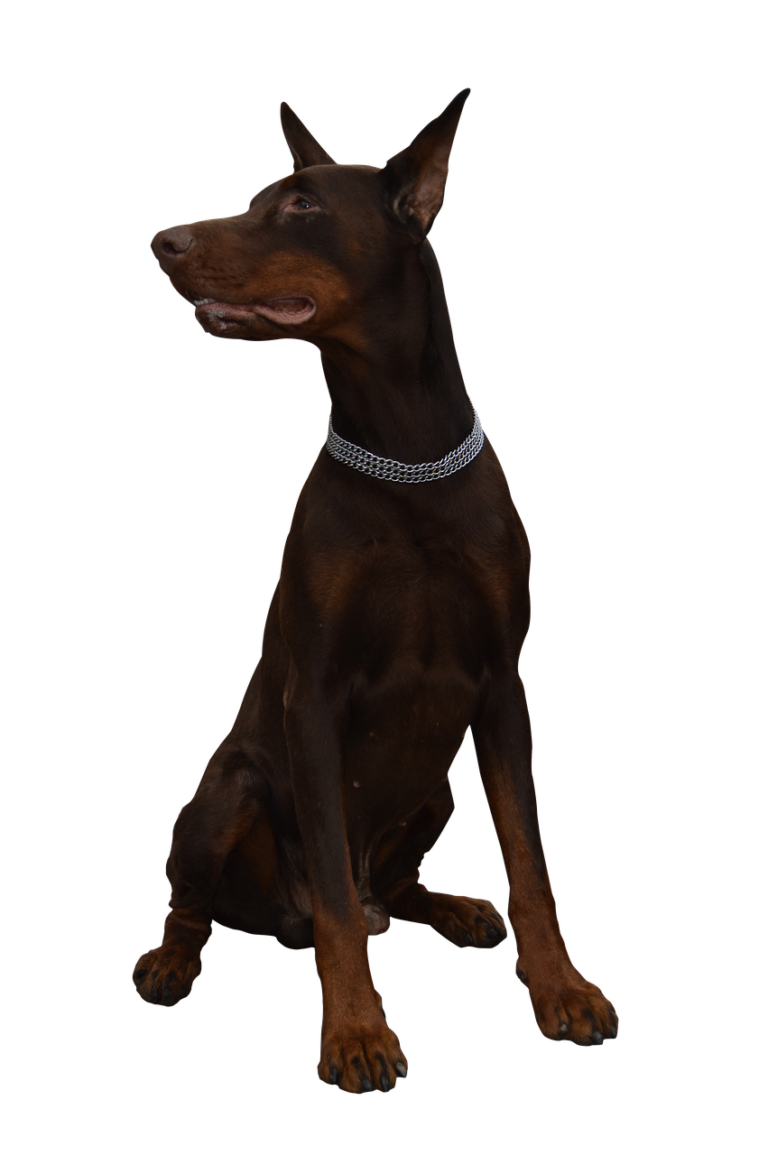 Gdzie zgłosić psa bez smyczy