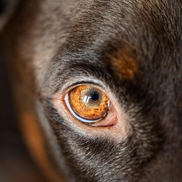 Gdzie zgłosić zaginięcie psa z chipem