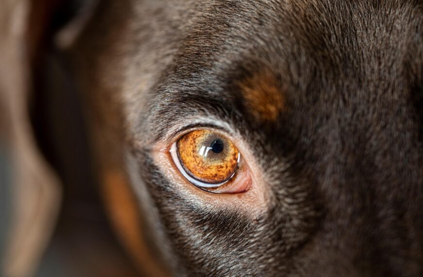 Gdzie zgłosić zaginięcie psa z chipem