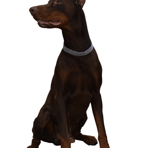 Gdzie zgłosić śmierć psa