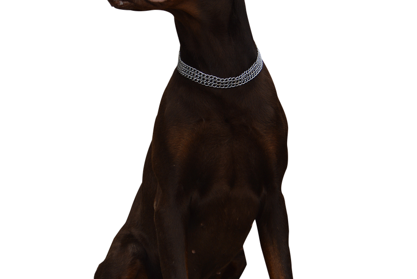 Gdzie zgłosić śmierć psa