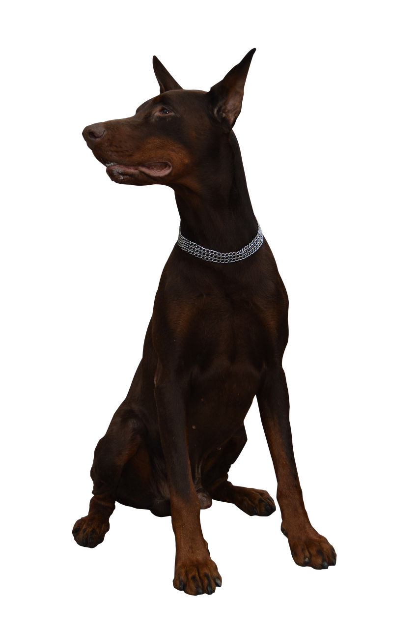 Gdzie zgłosić śmierć psa