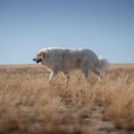 Potrącenie psa gdzie zgłosić