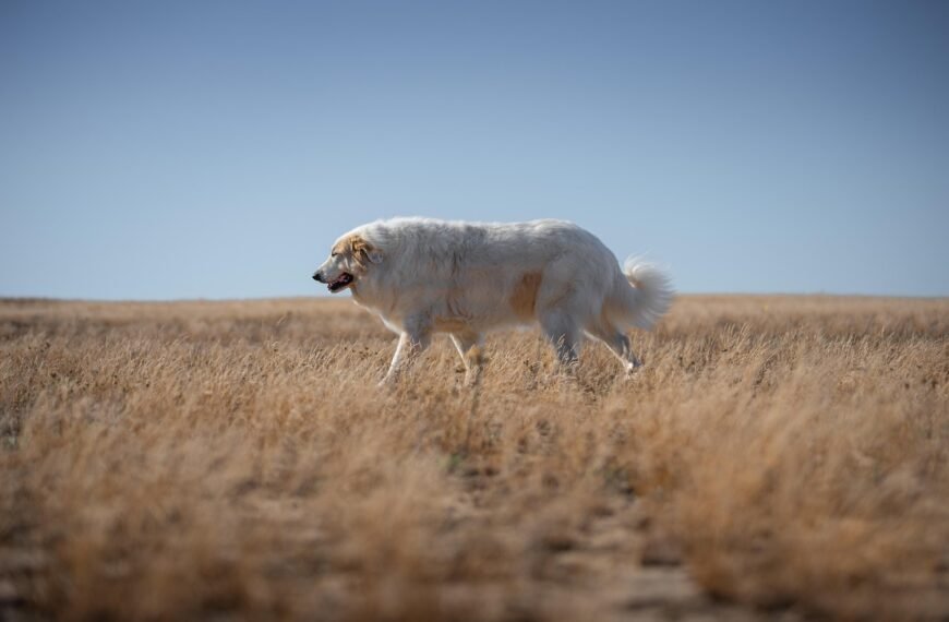 Potrącenie psa gdzie zgłosić