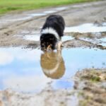 Gdzie zgłosić złe traktowanie psa