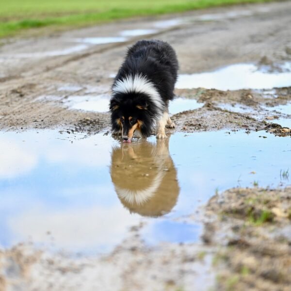 Gdzie zgłosić złe traktowanie psa