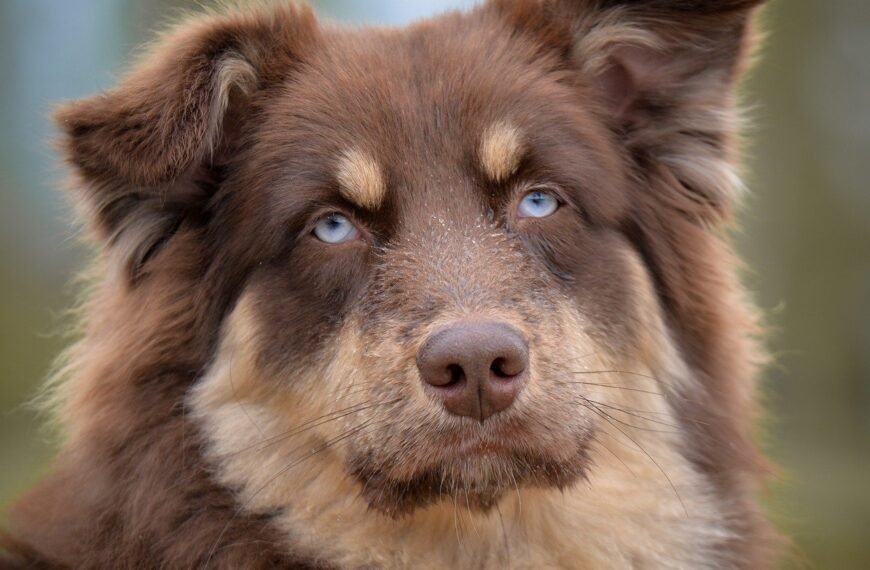 Gdzie zgłosić psa na łańcuchu