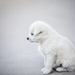 Głodzenie psa gdzie zgłosić