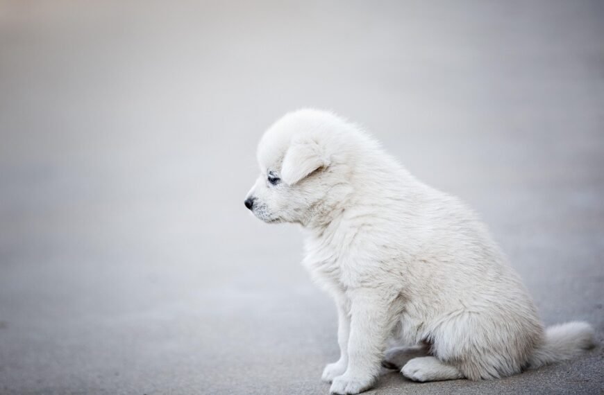 Głodzenie psa gdzie zgłosić