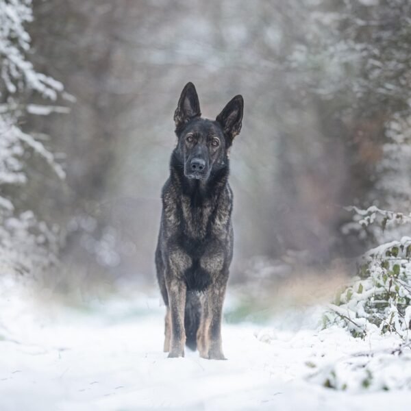 Gdzie zgłosić pogryzienie psa przez psa