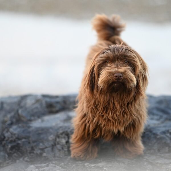 Gdzie zgłosić anonimowo złe traktowanie psa