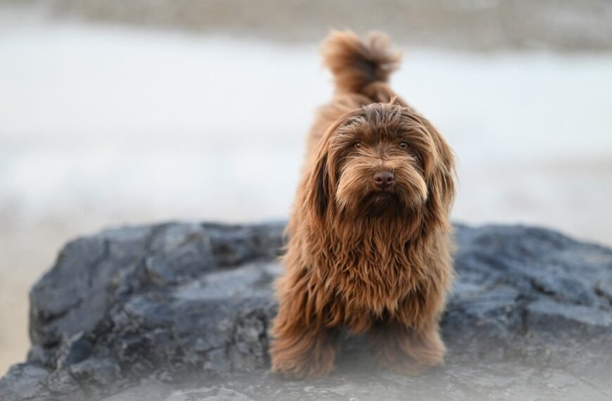 Gdzie zgłosić anonimowo złe traktowanie psa