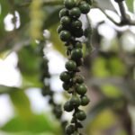 Ile pieprzu do kotletów mielonych