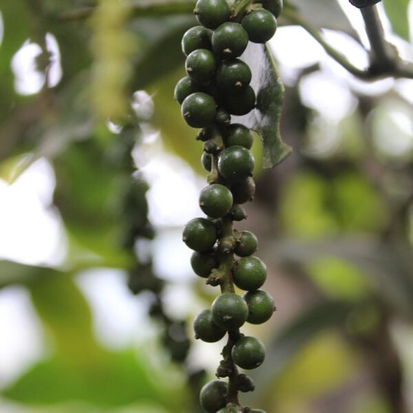 Ile pieprzu do kotletów mielonych