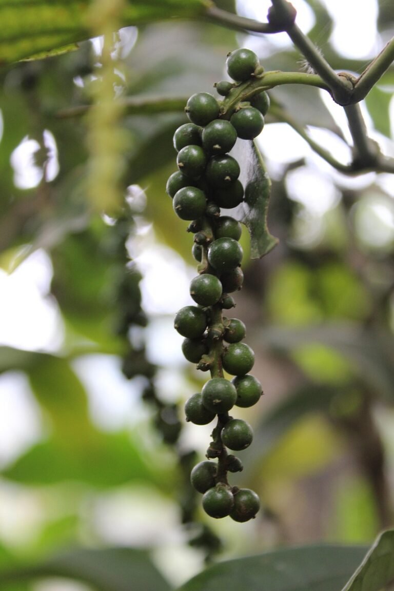 Ile pieprzu do kotletów mielonych