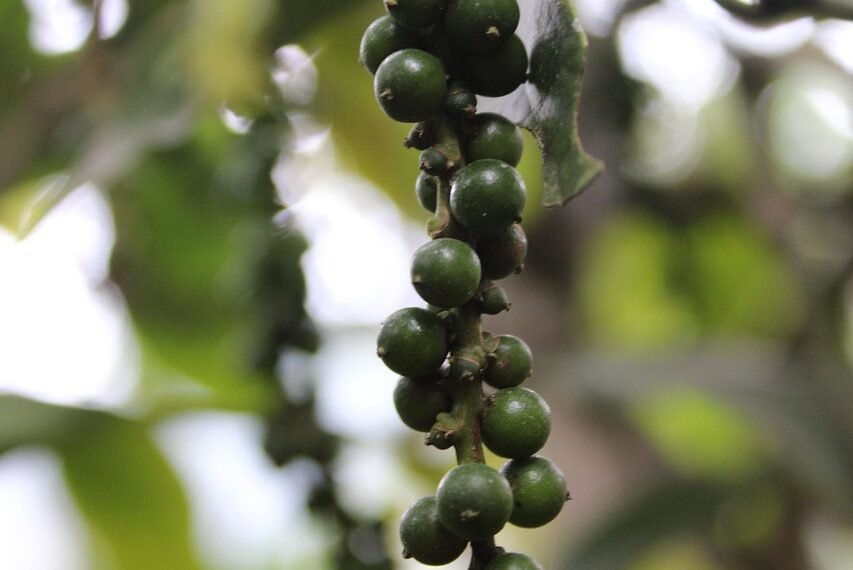 Ile pieprzu do kotletów mielonych