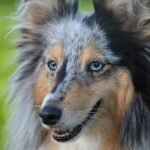 Gdzie zgłosić zakopanie psa w ogrodzie